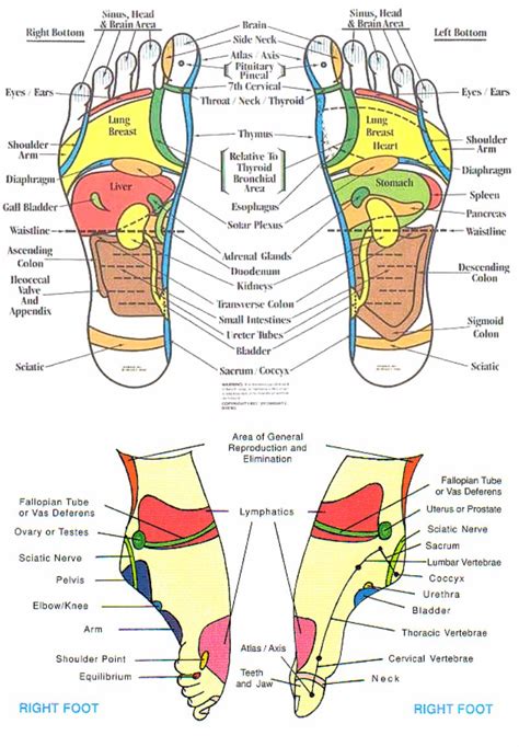 reflexology chart of feet